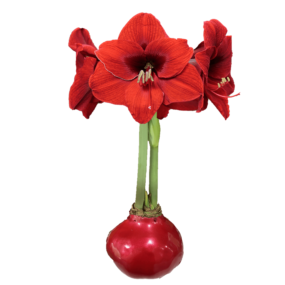 Red Flower Amaryllis Red Bulb