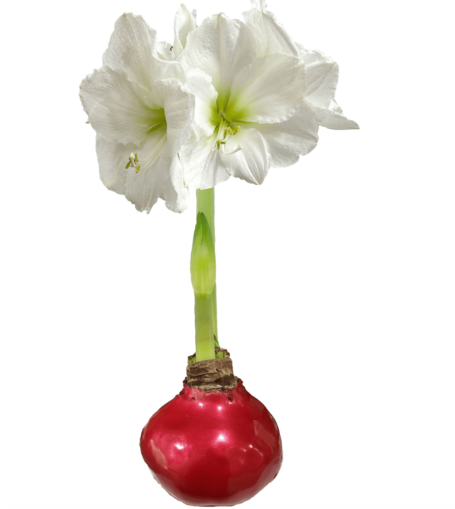 White Flower Amaryllis Red Bulb